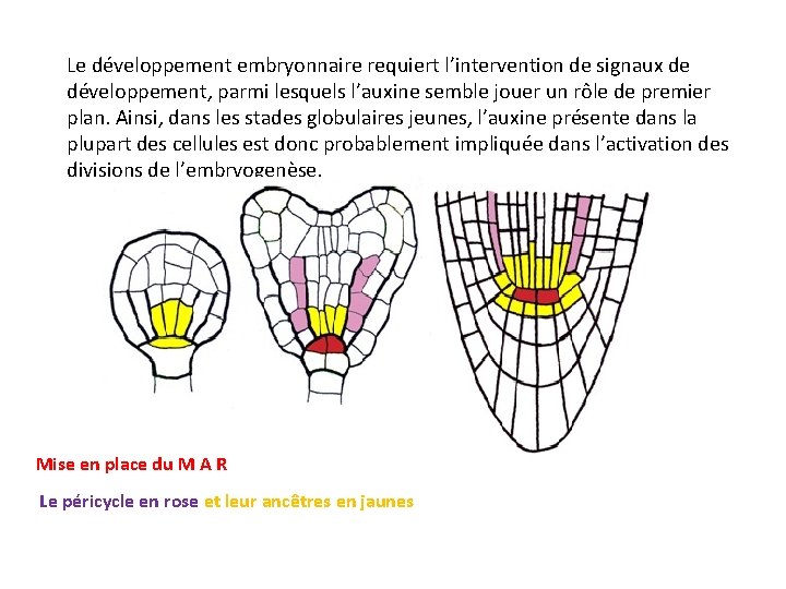 Le développement embryonnaire requiert l’intervention de signaux de développement, parmi lesquels l’auxine semble jouer