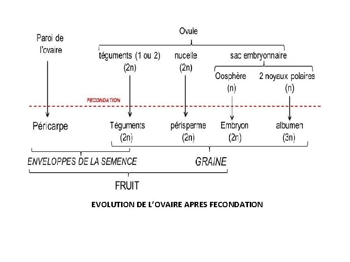 EVOLUTION DE L’OVAIRE APRES FECONDATION 