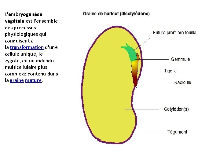 L'embryogenèse végétale est l'ensemble des processus physiologiques qui conduisent à la transformation d'une cellule