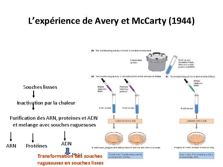 L’expérience de Avery et Mc. Carty (1944) Souches lissses Inactivation par la chaleur Purification