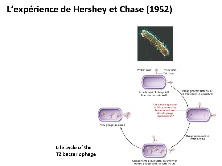 L’expérience de Hershey et Chase (1952) Life cycle of the T 2 bacteriophage 