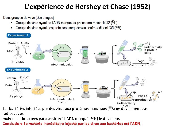 L’expérience de Hershey et Chase (1952) Les bactéries infectées par des virus aux protéines