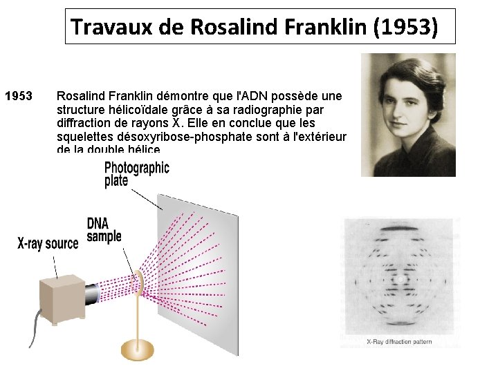 Travaux de Rosalind Franklin (1953) 1953 Rosalind Franklin démontre que l'ADN possède une structure