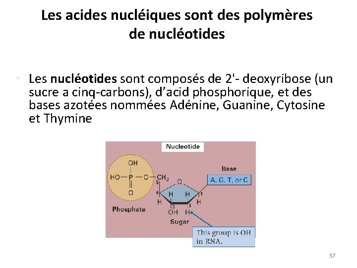 Les acides nucléiques sont des polymères de nucléotides • Les nucléotides sont composés de