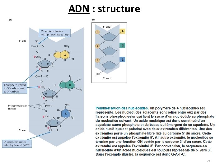 ADN : structure 59 