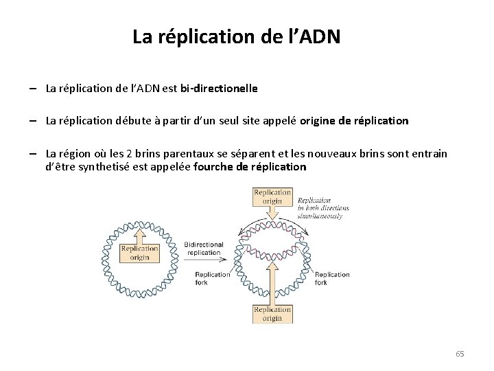 La réplication de l’ADN – La réplication de l’ADN est bi-directionelle – La réplication