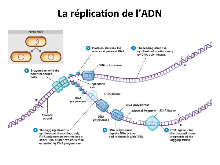 La réplication de l’ADN 