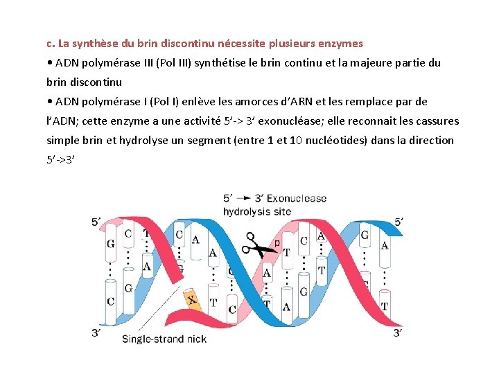 c. La synthèse du brin discontinu nécessite plusieurs enzymes • ADN polymérase III (Pol
