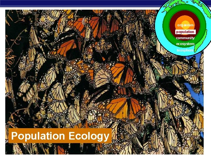 organism population community ecosystem biosphere Population Ecology AP Biology 