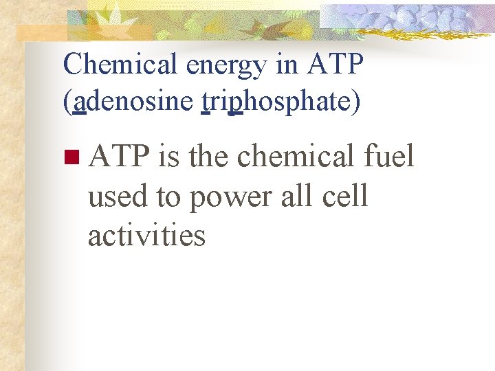 Chemical energy in ATP (adenosine triphosphate) n ATP is the chemical fuel used to