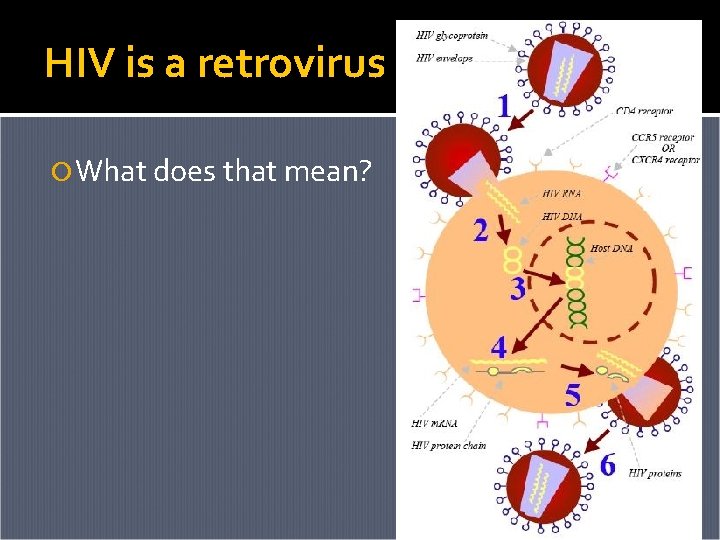 HIV is a retrovirus What does that mean? 
