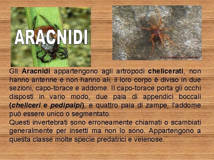 Gli Aracnidi appartengono agli artropodi chelicerati, non hanno antenne e non hanno ali, il