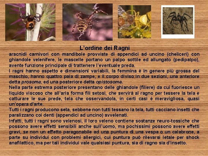 L’ordine dei Ragni aracnidi carnivori con mandibole provviste di appendici ad uncino (cheliceri) con
