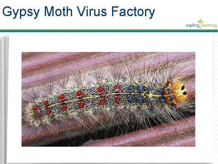 Moth Computer Virus Viruses Viruses Learning Objectives Know the structure of