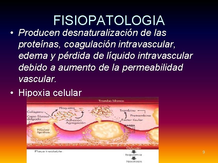 FISIOPATOLOGIA • Producen desnaturalización de las proteínas, coagulación intravascular, edema y pérdida de líquido