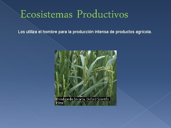 Ecosistemas Productivos Los utiliza el hombre para la producción intensa de productos agrícola. 