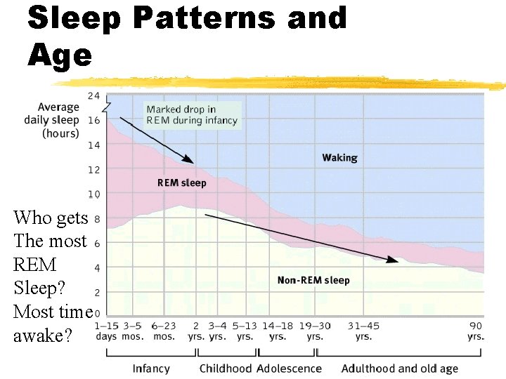 Sleep Patterns and Age Who gets The most REM Sleep? Most time awake? 