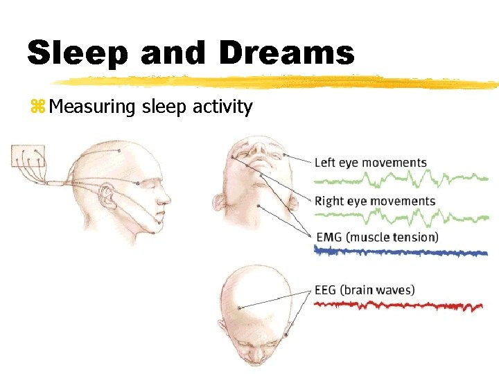 Sleep and Dreams z Measuring sleep activity 