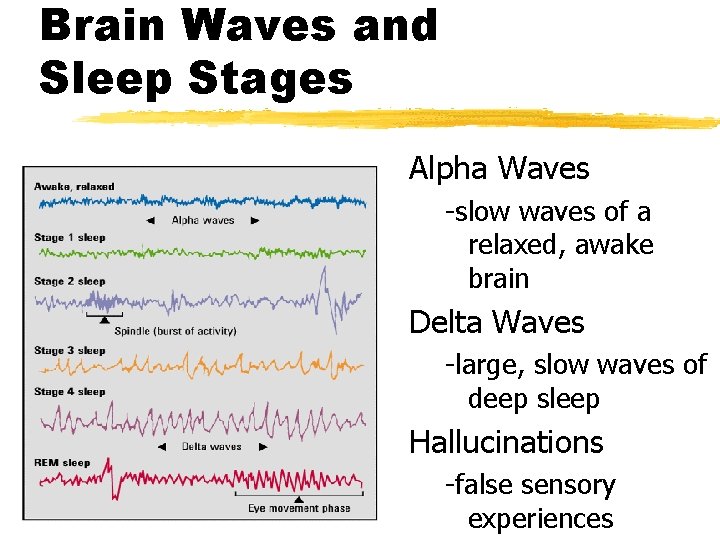 Brain Waves and Sleep Stages Alpha Waves -slow waves of a relaxed, awake brain