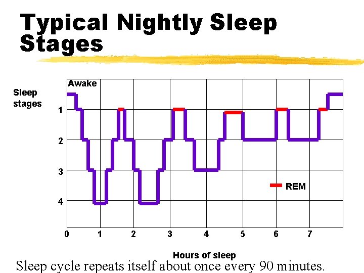 Typical Nightly Sleep Stages Sleep stages Awake 1 2 3 REM 4 0 1