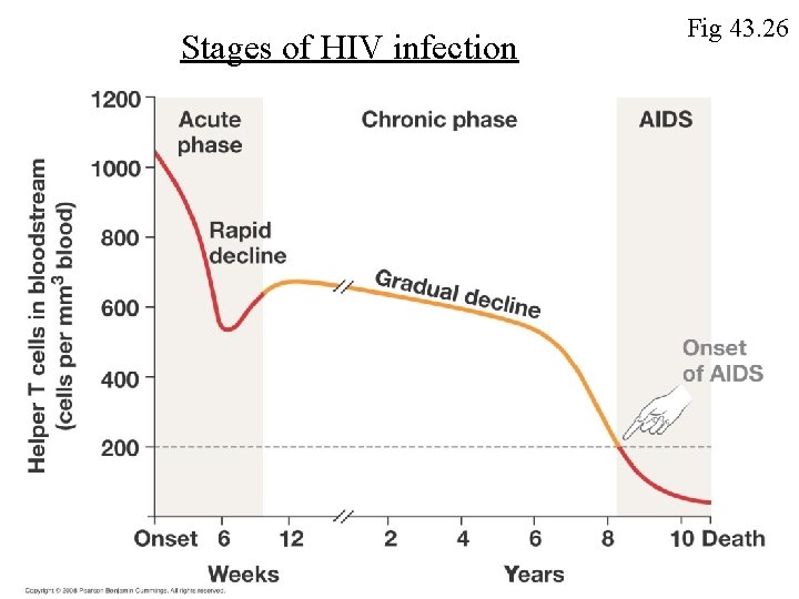 Stages of HIV infection Fig 43. 26 