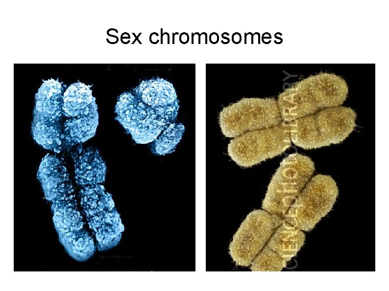 Sex chromosomes 