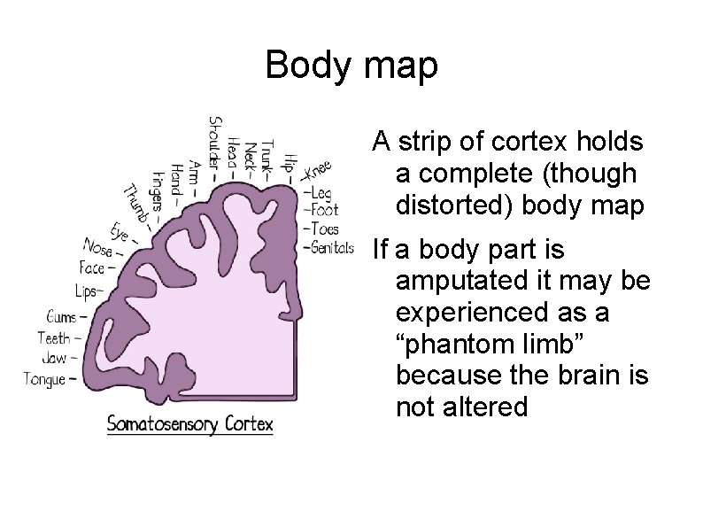 Body map A strip of cortex holds a complete (though distorted) body map If