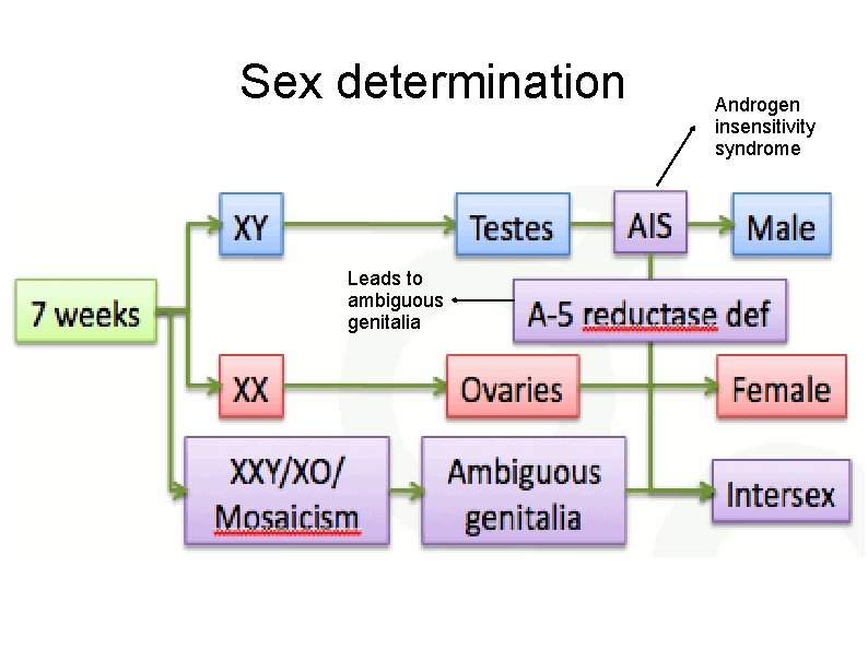 Sex determination Leads to ambiguous genitalia Androgen insensitivity syndrome 