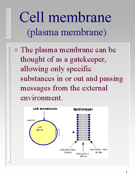 Cell membrane (plasma membrane) n The plasma membrane can be thought of as a