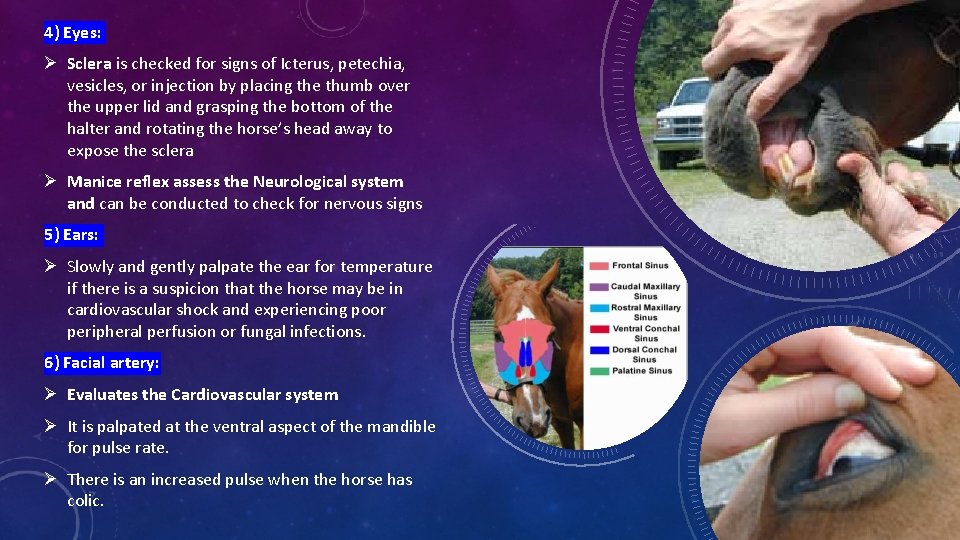 4) Eyes: Ø Sclera is checked for signs of Icterus, petechia, vesicles, or injection