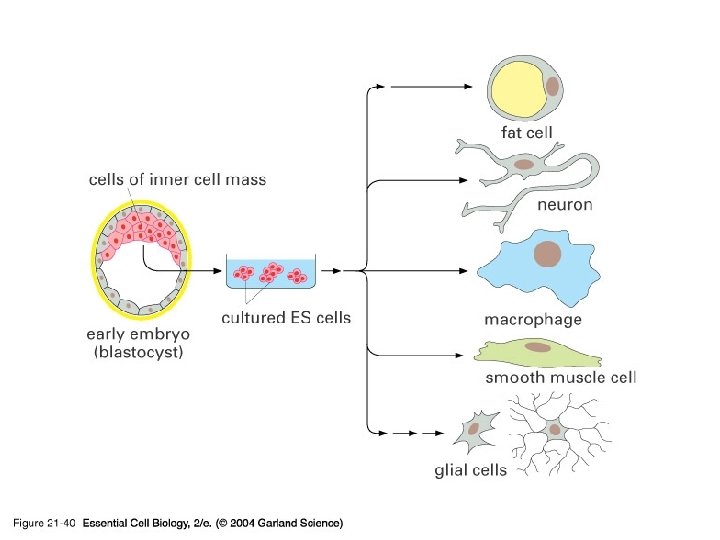 21_40_ES_cells. jpg 