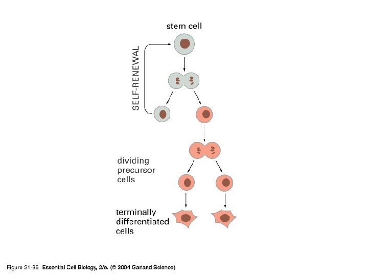 21_35_stem_cell. jpg 