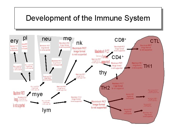 Development of the Immune System ery pl neu mφ CD 8+ nk CTL CD