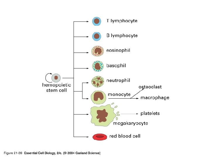 21_39_hemopoietic. jpg 