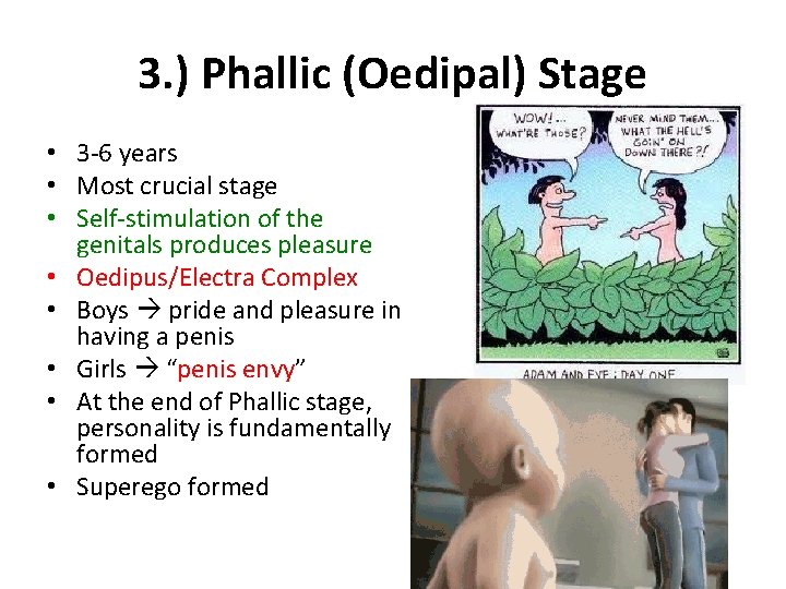 3. ) Phallic (Oedipal) Stage • 3 -6 years • Most crucial stage •