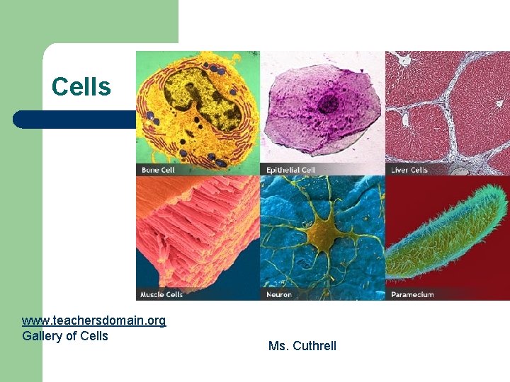 Cells www. teachersdomain. org Gallery of Cells Ms. Cuthrell 