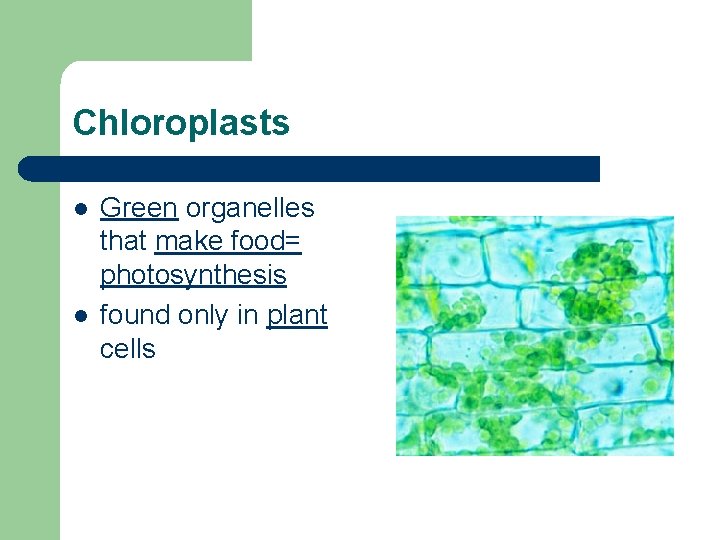 Chloroplasts l l Green organelles that make food= photosynthesis found only in plant cells