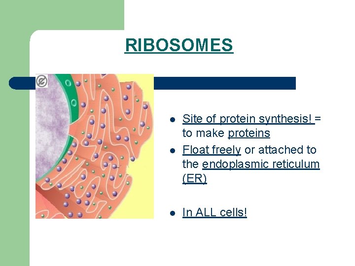 RIBOSOMES l Site of protein synthesis! = to make proteins Float freely or attached