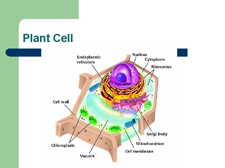 Plant Cell 