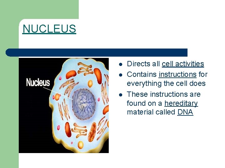 NUCLEUS l l l Directs all cell activities Contains instructions for everything the cell