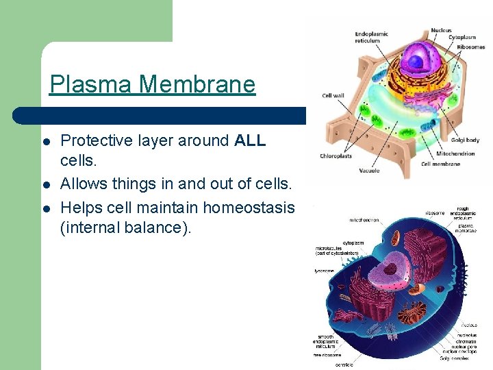 Plasma Membrane l l l Protective layer around ALL cells. Allows things in and