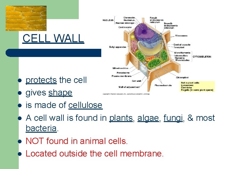 CELL WALL l l l protects the cell gives shape is made of cellulose