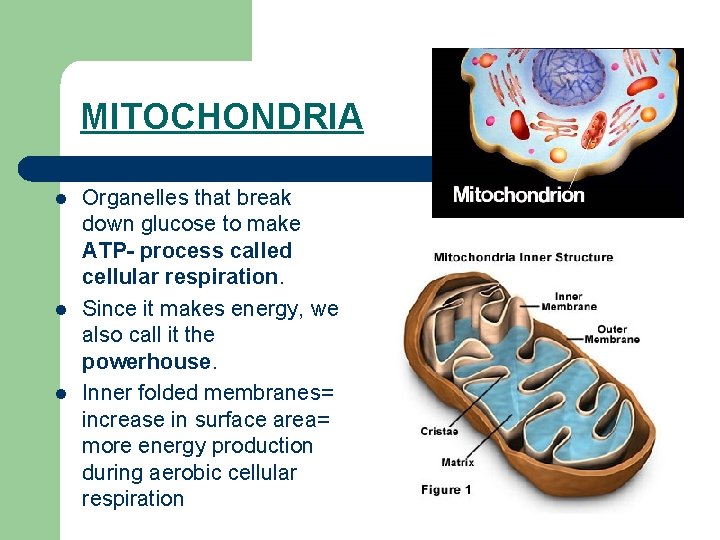 MITOCHONDRIA l l l Organelles that break down glucose to make ATP- process called