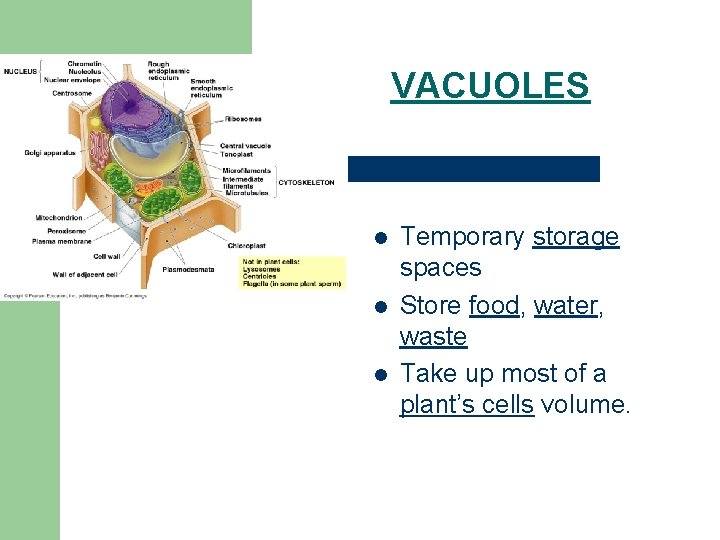 VACUOLES l l l Temporary storage spaces Store food, water, waste Take up most