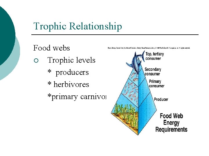 Trophic Relationship Food webs ¡ Trophic levels * producers * herbivores *primary carnivores 