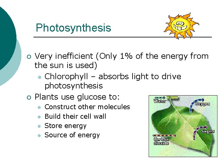 Photosynthesis ¡ ¡ Very inefficient (Only 1% of the energy from the sun is