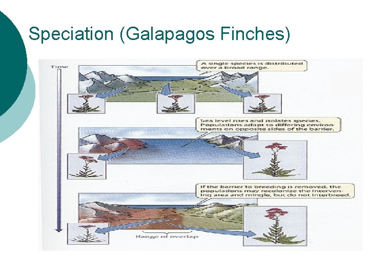 Speciation (Galapagos Finches) 