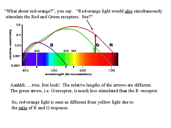 “What about red-orange? ”, you say. “Red-orange light would also simultaneously stimulate the Red