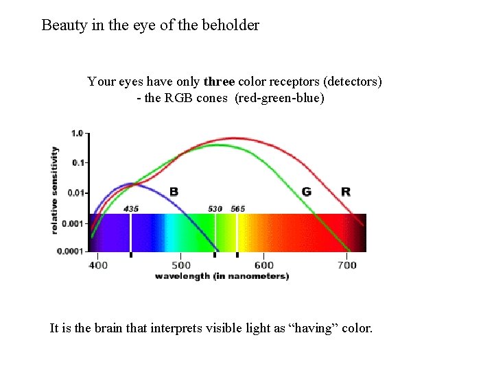 Beauty in the eye of the beholder Your eyes have only three color receptors