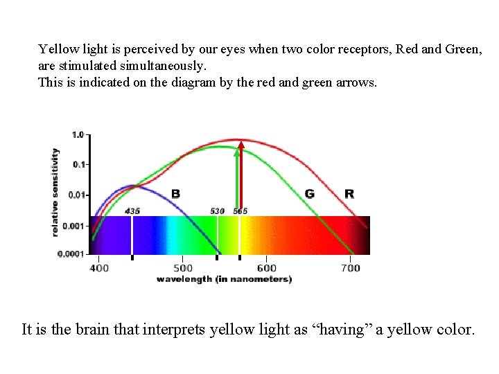 Yellow light is perceived by our eyes when two color receptors, Red and Green,